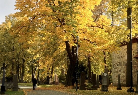 Autumn colours in Trondheim