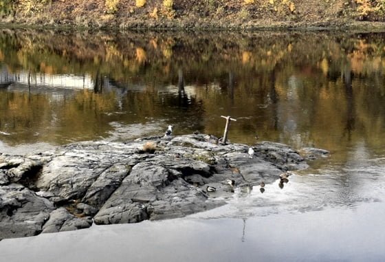 Birds on Nidelva