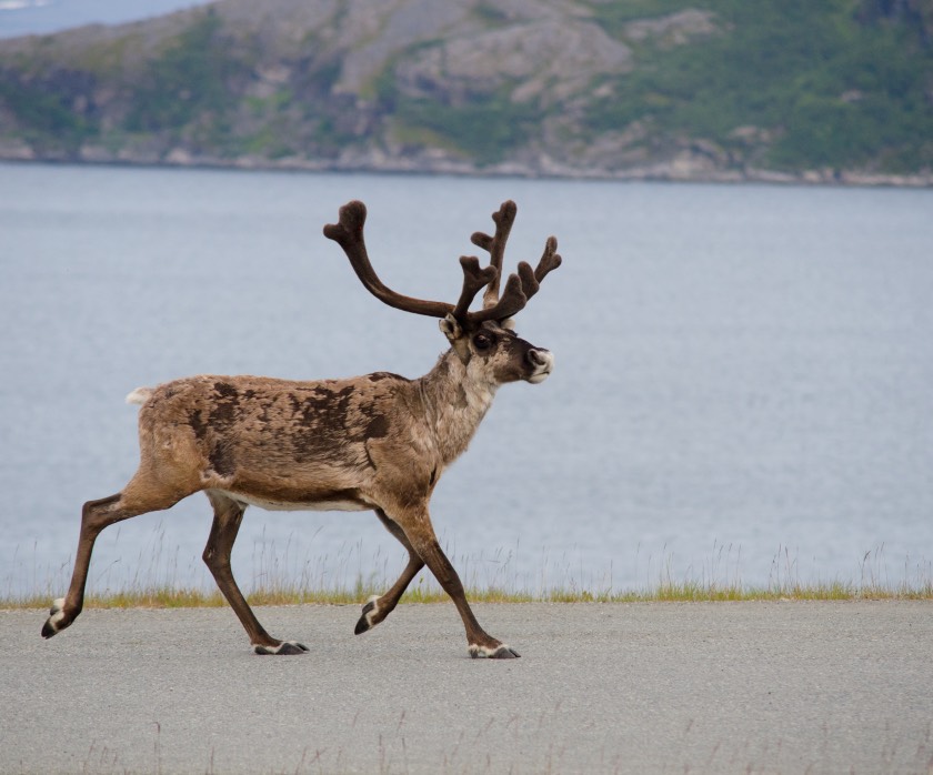 Wild reindeer running in Norway and Sweden