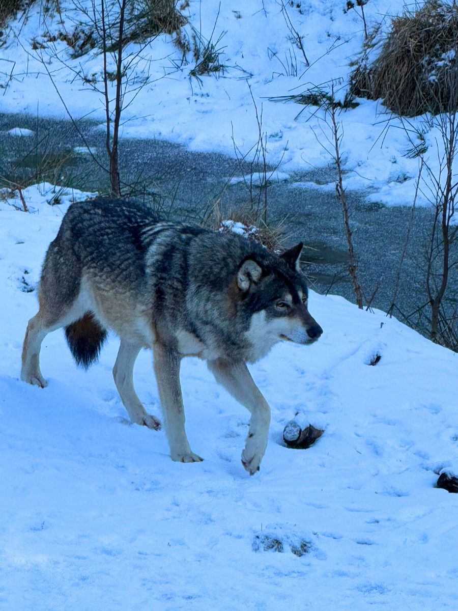 Wolf at Dyreparken's Nordic Wilderness Park. Photo: David Nikel.