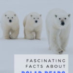 Fascinating Polar Bear facts about these amazing creatures