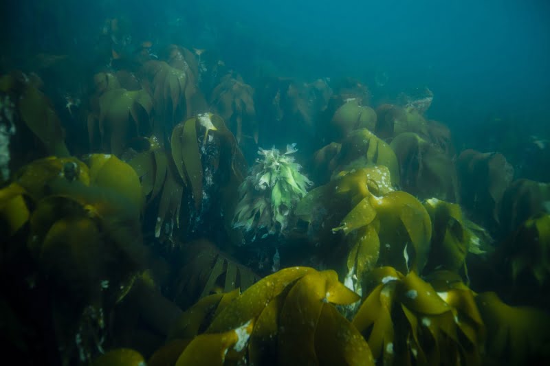 Norway underwater