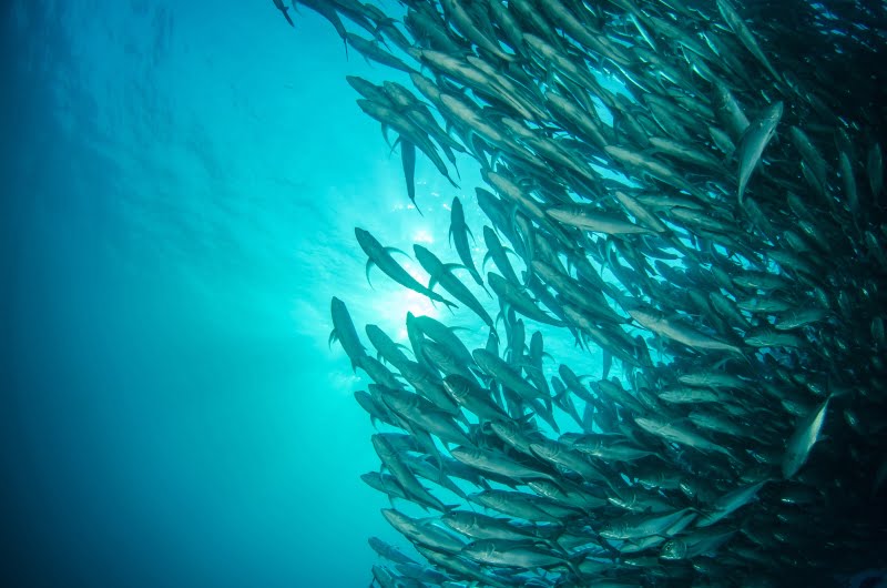 cod