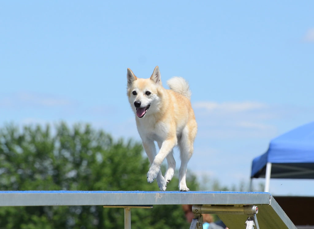 The Norwegian Buhund dog