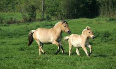 Two Norwegian Fjord Horses galloping in a field