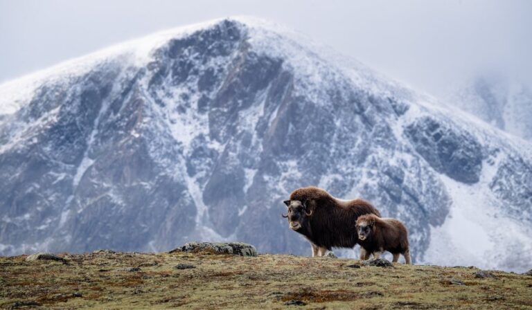 Musk oxen in Norway's Dovre National Park in the autumn.