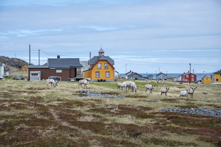 Reindeer graze in Hamningberg on the Varanger peninsula.