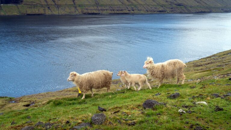 Sheep roaming on the Faroe Islands.