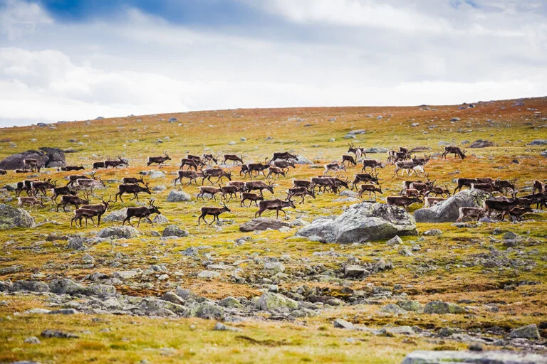 Wild reindeer in Norway's Jotunheimen National Park.