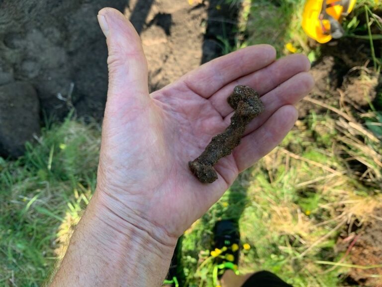 Nail found in the archaeological survey. Photo: Geir Grønnesby, NTNU Science Museum.