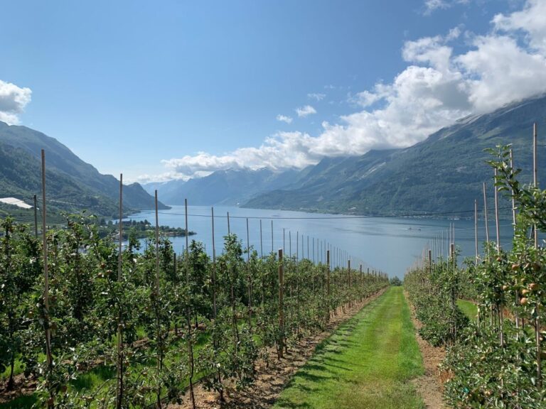 Apple farm in the Hardanger region.