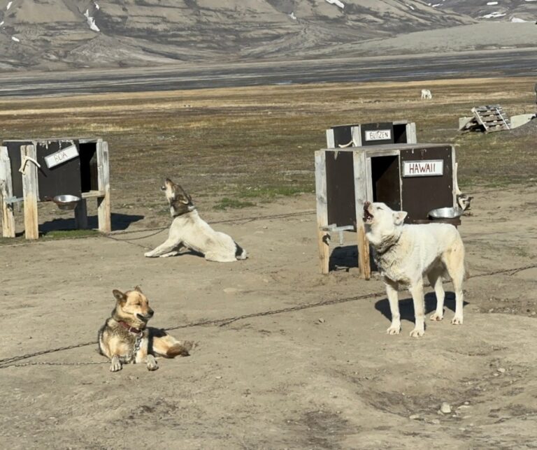 Dogs at Camp Barentz. Photo: David Nikel.
