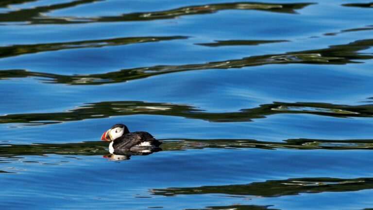 Puffin in a fjord near Tromsø.