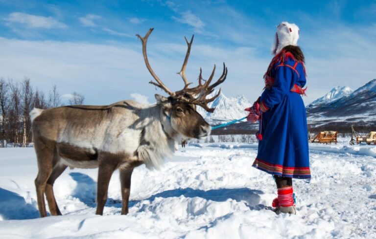 Reindeer at a Sami camp near Tromsø.