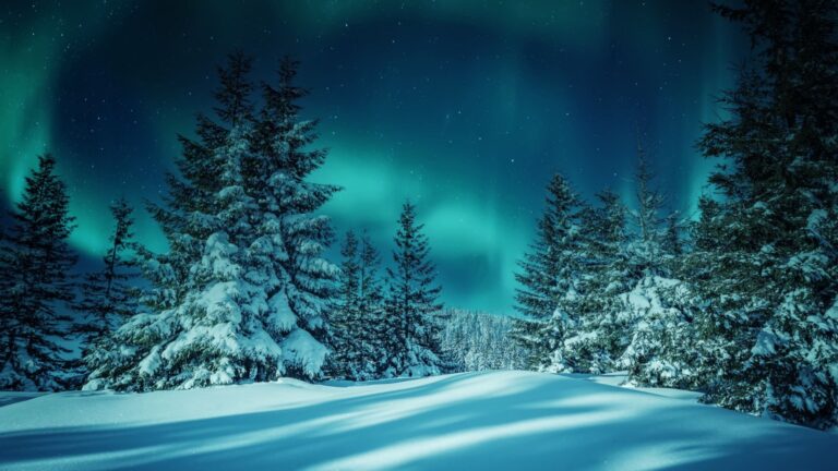 Northern lights in a Finland forest.