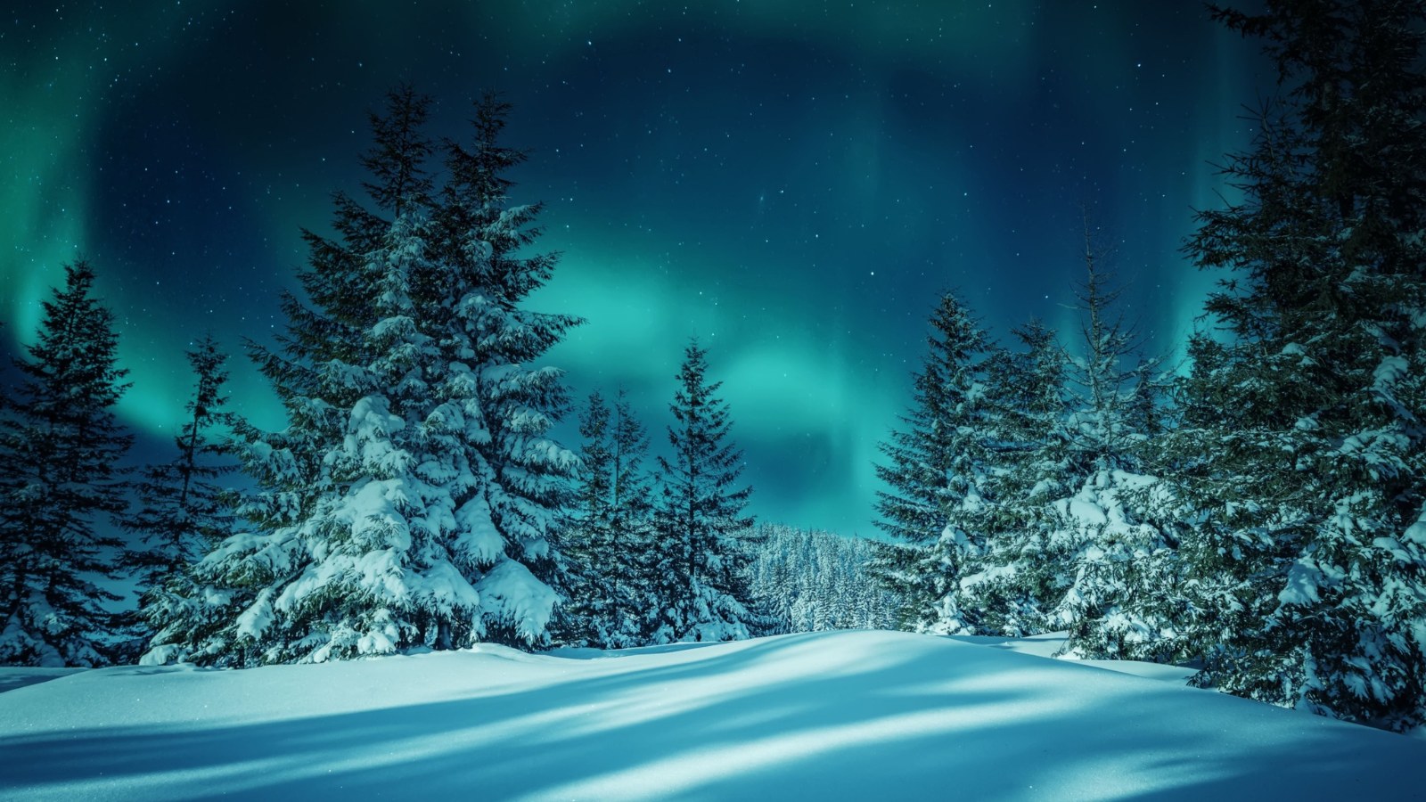 Northern lights in a Finland forest.