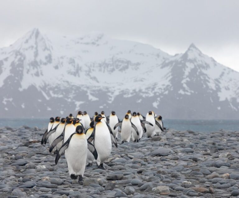 King Penguins walking in South Georgia.