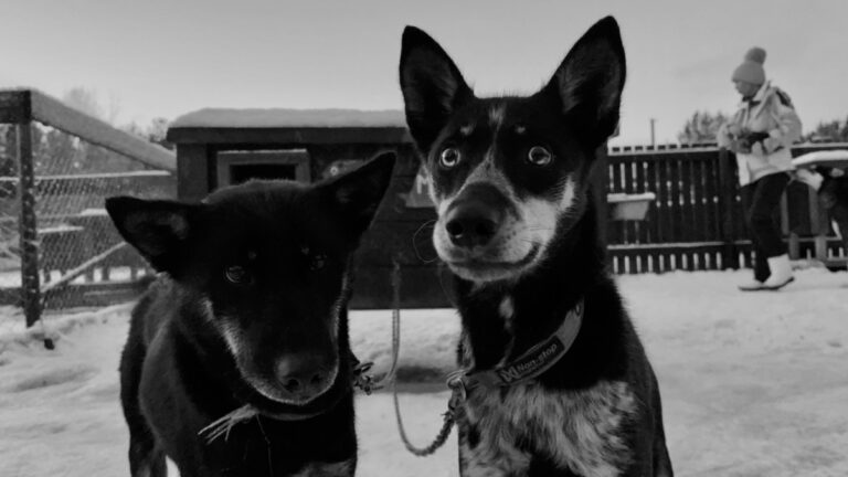 Huskies in Alta. Photo: David Nikel.