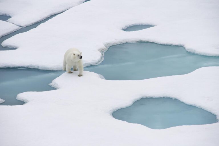 Curious polar bear on the Arctic ice. Photo: David Albert.