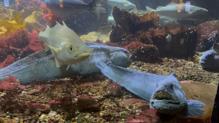 Fish tanks at Bergen Aquarium. Photo: David Nikel.