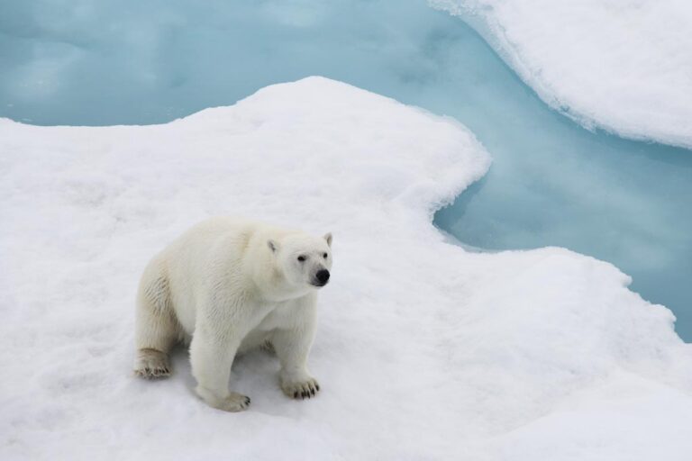 Male polar bear sitting on the ice. Photo: Daniel Albert.