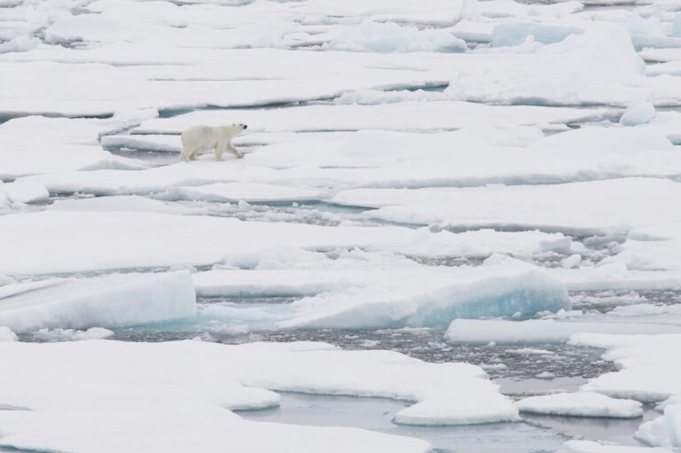 Polar bear walking on distant ice. Photo: Daniel Albert.