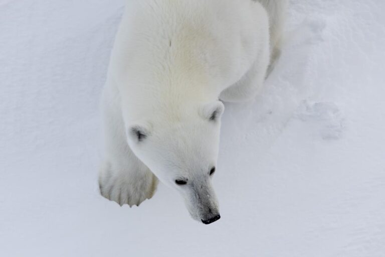 Polar bear encounter. Photo: Daniel Albert.