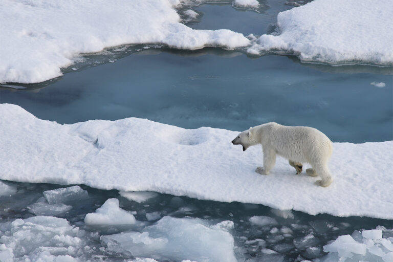 Polar bear yawning. Photo: Daniel Albert.