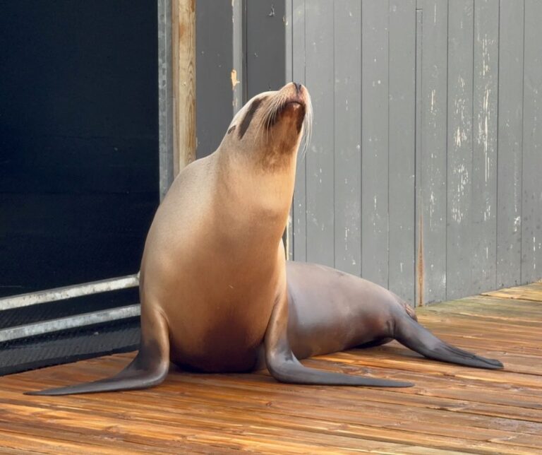 Sea lion at Bergen Aquarium. Photo: David Nikel.