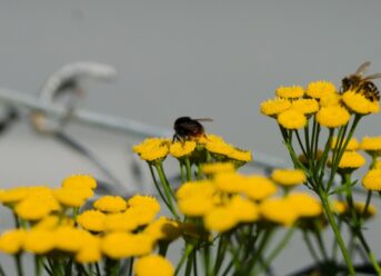 Why Bees in Norway Are Struggling