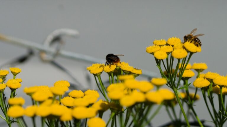 Bees on flowers in Trondheim, Norway.